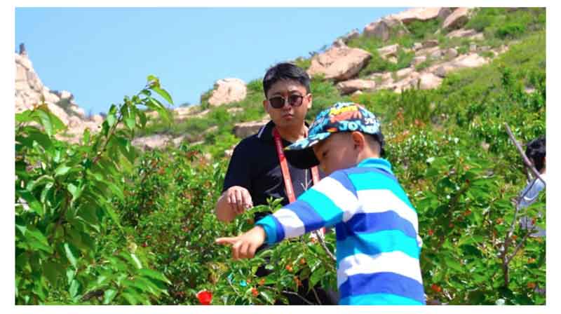 以節會友 赴一場櫻桃的盛宴 以節會友 赴一場櫻桃的盛宴